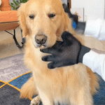 Guante Quita Pelo Para Mascotas FurGlow